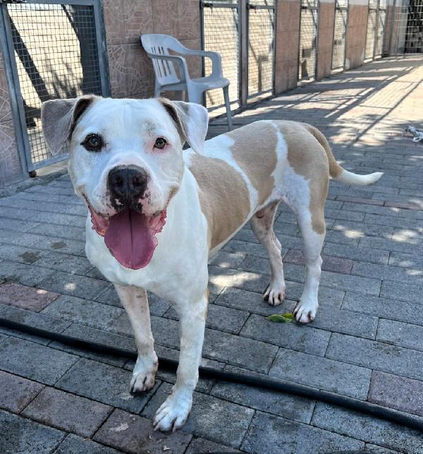 MAMBO  PIT BULL IN CERCA DI CASA Foto 4